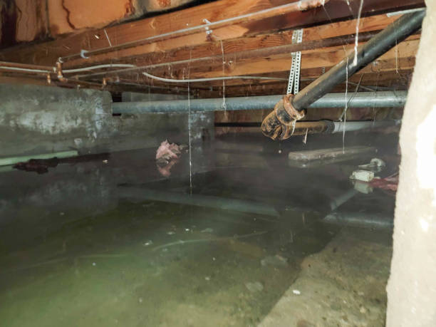 Best Sewage cleanup and water damage restoration  in New Market, TN