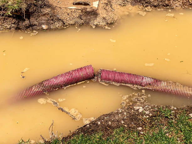 Best Water damage restoration near me  in New Market, TN