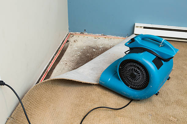 Best Professional water damage repair  in New Market, TN